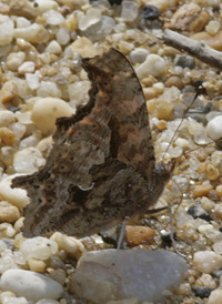 Eastern Comma